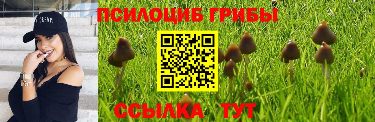Псилоцибиновые грибы мицелий Абинск
